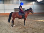 Super poney de sport cso ou dressage à vendre