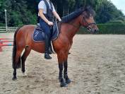 Super poney de sport cso ou dressage à vendre