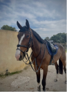 À vendre cheval de 7 ans