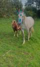 Poney shetland de 6 ans