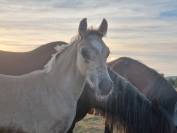 Foal Welsh Cob mâle isabelle 