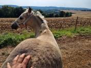 Foal Welsh Cob mâle isabelle 