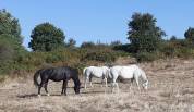 Pension chevaux au pré - Elevage du Colombier (34650 Lunas)