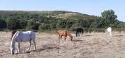 Pension chevaux au pré - Elevage du Colombier (34650 Lunas)