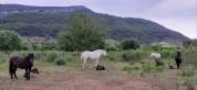 Pension chevaux au pré - Elevage du Colombier (34650 Lunas)