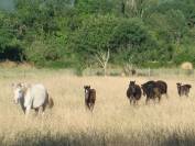 Pension chevaux au pré - Elevage du Colombier (34650 Lunas)