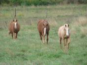 Pension chevaux au pré - Elevage du Colombier (34650 Lunas)