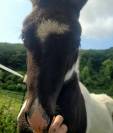 Poney poulain