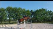 A vendre hongre 7 ans 1m67 pour cso