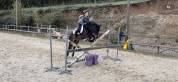 Poney de concours, Maitre d'école, 131 cm