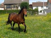 Poneyte 5 ans taille D sport 