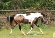 Welsh part-bred pie isabelle taille C