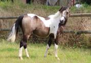 Welsh part-bred pie isabelle taille C