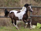 Welsh part-bred pie isabelle taille C