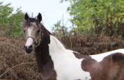 Welsh part-bred pie isabelle taille C