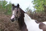 Welsh part-bred pie isabelle taille C