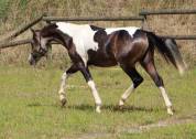 Welsh part-bred pie isabelle taille C