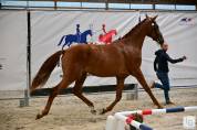 Cheval de dressage KWPN pour la compétition