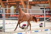 Cheval de dressage KWPN pour la compétition