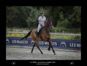 Cheval à vendre  Hongre de 8 ans