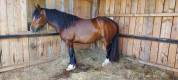 jument irish cob par BRED