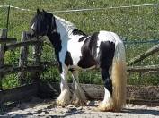 jument irish cob par BRED