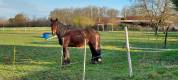 jument irish cob par BRED