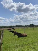 Écurie de propriétaires et élevage de chevaux de sport