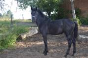 Magnifique  Poulain Pure Race Espagnole  PRE 8 mois