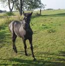 Magnifique  Poulain Pure Race Espagnole  PRE 8 mois