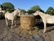 Ponette à la retraite 