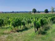 Propriété agricole avec terres et vignes sur 32ha avec irrigat