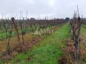 Propriété agricole avec terres et vignes sur 32ha avec irrigat