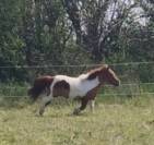 Poney onc type shetland 