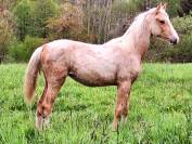 Jument Palomino 5ans