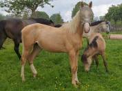 Jument Palomino 5ans