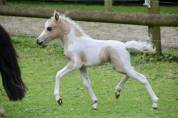 Poulain miniature OC (75% AMHA) palomino tobiano