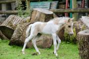 Poulain miniature OC (75% AMHA) palomino tobiano