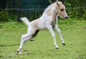 Poulain miniature OC (75% AMHA) palomino tobiano