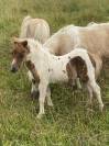 Pouliche mini Shetland pleins papiers homozygote pie