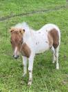 Pouliche mini Shetland pleins papiers homozygote pie