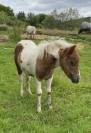 Pouliche mini Shetland pleins papiers homozygote pie