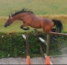 Poney c toise 1.38m hongre welsh