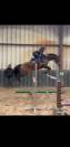 Poney c toise 1.38m hongre welsh