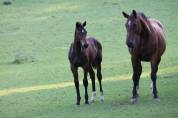 Pouliche athlétique avec origine de 3 chevaux olympique