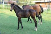 Pouliche athlétique avec origine de 3 chevaux olympique