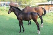 Pouliche athlétique avec origine de 3 chevaux olympique