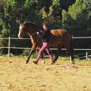 Pension travail du cheval - Chevaux de Sagesse