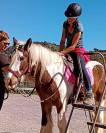 Pension travail du cheval - Chevaux de Sagesse