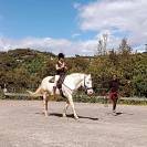 Pension travail du cheval - Chevaux de Sagesse